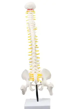 45 см Модель позвоночного столба с анатомией костей таза ног Обучение позвоночника Учебное пособие Образование
