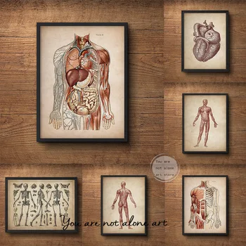 Человеческий Скелет Медицинское Искусство Мышечная Система Сердце Художественный Плакат Холст Картина Настенный Принт Картина для Гостиной Клиника Домашний Декор