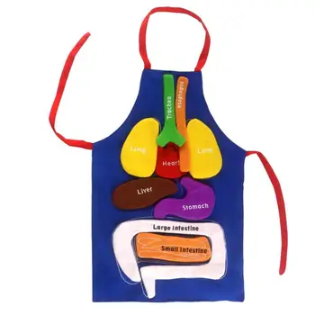 Анатомический Фартук Human Body Model Для Детей Human Body С 9 Съемными Частями Тела С Органами Дошкольного и Школьного Обучения
